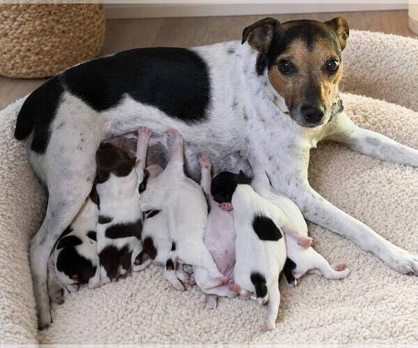 Medium Photo #1 Jack Russell Terrier Puppy For Sale in KINGSVILLE, MO, USA
