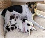 Small Jack Russell Terrier