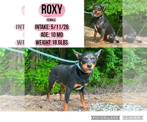 Roxy - Female Mutt Dog for Adoption - Photo #2