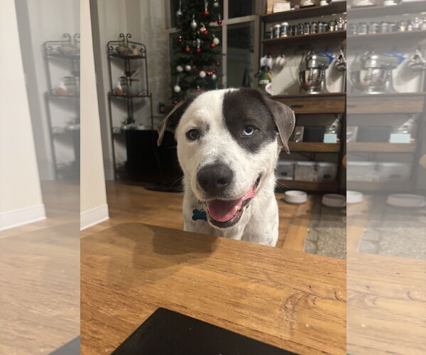 Medium Photo #2 Mutt Puppy For Sale in Plainfield, IL, USA