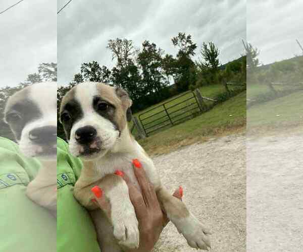 Medium Photo #4 Mutt Puppy For Sale in Holly Springs, NC, USA