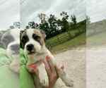 Small #3 Mutt