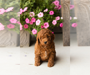 Goldendoodle (Miniature) Puppy for sale in TOPEKA, IN, USA