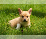 Small #4 Pembroke Welsh Corgi