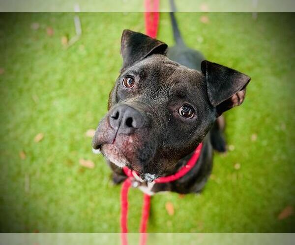 Medium Photo #2 Boxer-Bullmastiff Mix Puppy For Sale in Orlando, FL, USA