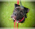 Small #1 Boxer-Bullmastiff Mix