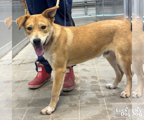 Medium Photo #6 Retriever -Unknown Mix Puppy For Sale in Washington, DC, USA