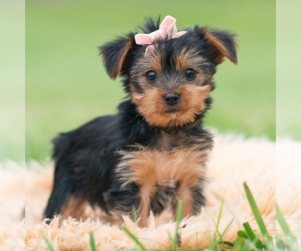 Medium Photo #89 Yorkshire Terrier Puppy For Sale in WARSAW, IN, USA