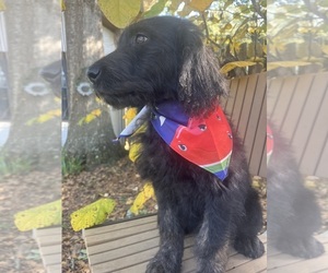 Labradoodle Puppy for sale in PEMBROKE, GA, USA