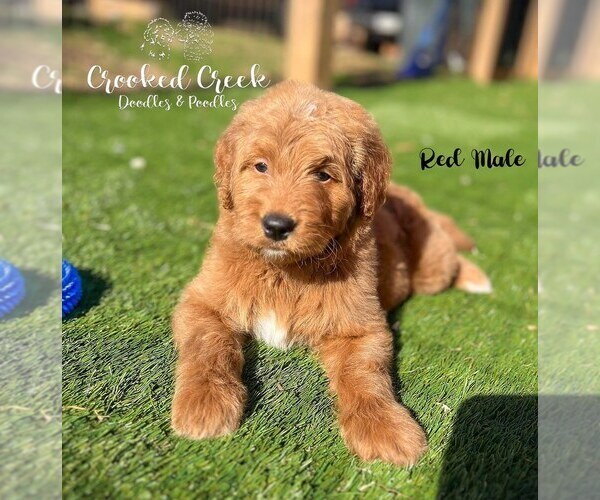 Medium Photo #2 Goldendoodle Puppy For Sale in WOODRUFF, SC, USA