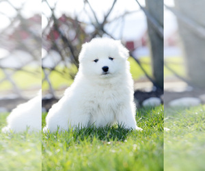 Samoyed Puppy for Sale in BONDUEL, Wisconsin USA