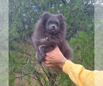 Image preview for Ad Listing. Nickname: Blue Pomeranian