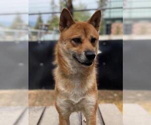 Shiba Inu Dogs for adoption in Frisco, CO, USA