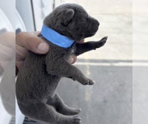 Medium Photo #1 Siberian Husky-Unknown Mix Puppy For Sale in Houston, TX, USA