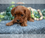 Small #1 Cavapoo