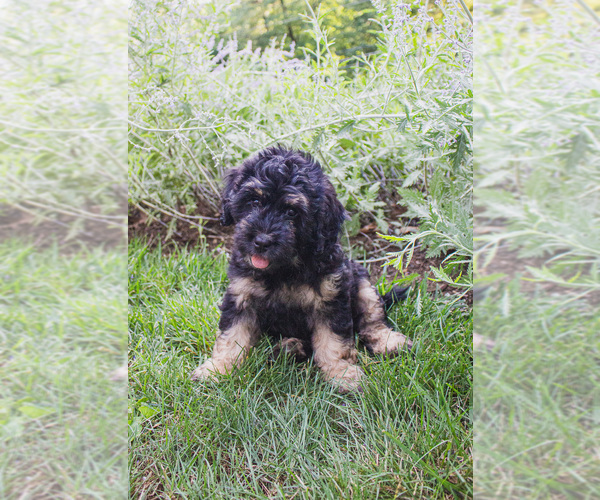 Medium Photo #4 Bernedoodle (Miniature) Puppy For Sale in NARVON, PA, USA