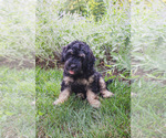 Small #3 Bernedoodle (Miniature)