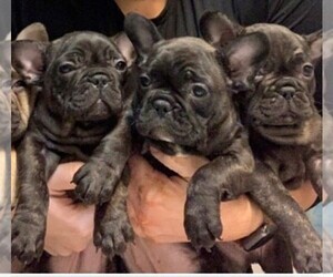 French Bulldog Puppy for sale in TALLAHASSEE, FL, USA