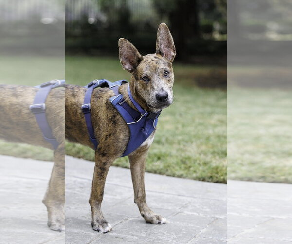 Medium Photo #11 Catahoula Leopard Dog-Holland Shepherd Mix Puppy For Sale in McKinney, TX, USA