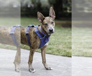 Saint- Diamond Dog - Male Catahoula Leopard Dog-Holland Shepherd Mix Dog for Adoption - Photo #11