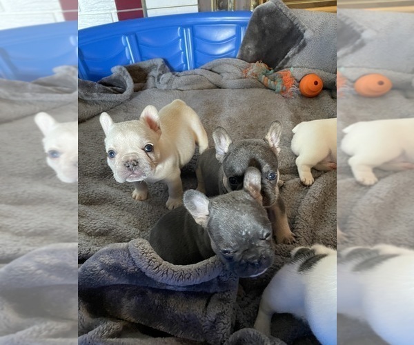 Medium Photo #7 French Bulldog Puppy For Sale in SHERWOOD, AR, USA