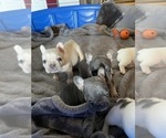 Small Photo #7 French Bulldog Puppy For Sale in SHERWOOD, AR, USA