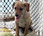 Small #2 Labrador Retriever Mix