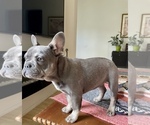Small Photo #2 French Bulldog Puppy For Sale in GLENDALE, AZ, USA