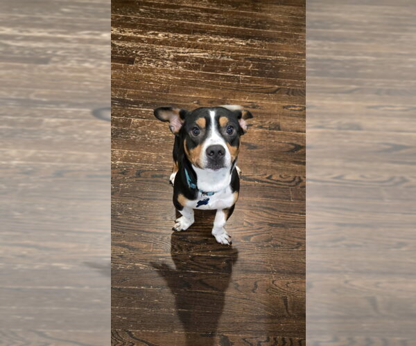 Medium Photo #4 Basset Hound-Rat Terrier Mix Puppy For Sale in East Derry, NH, USA