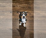Small #3 Basset Hound-Rat Terrier Mix
