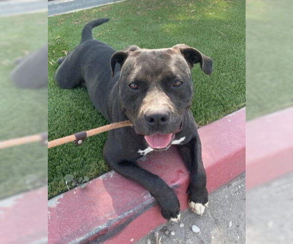 Medium Photo #8 Bullypit Puppy For Sale in Ventura, CA, USA
