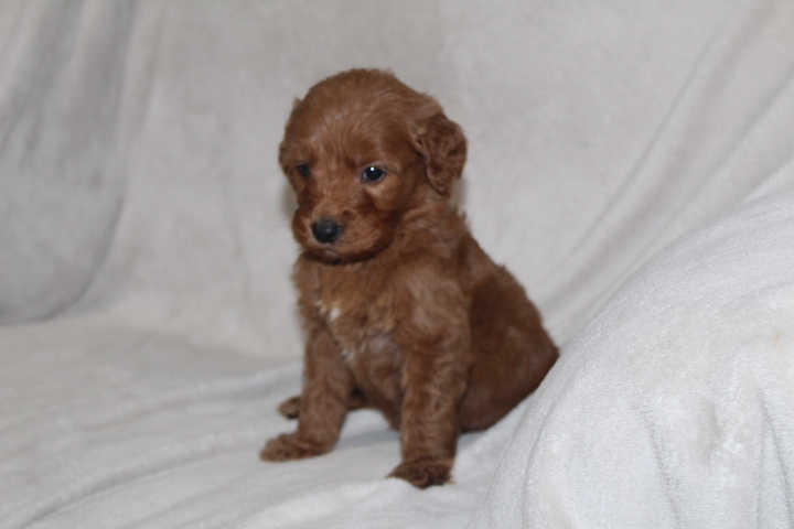 Medium Photo #3 Goldendoodle Puppy For Sale in FRESNO, OH, USA