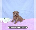 Small #1 Poodle (Toy)