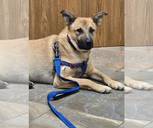 Labrador Retriever Dogs for adoption in Poplar Bluff, MO, USA