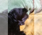 Small #4 Pomeranian