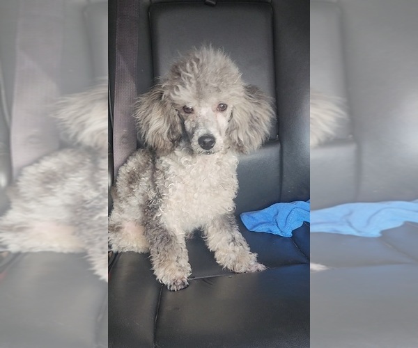 Medium Photo #1 Poodle (Toy) Puppy For Sale in INDIANAPOLIS, IN, USA