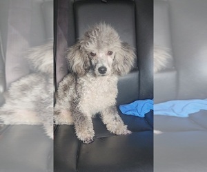 Poodle (Toy) Puppy for sale in INDIANAPOLIS, IN, USA