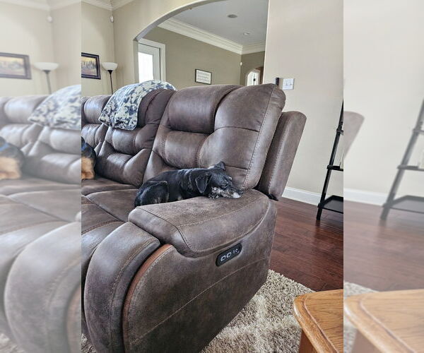 Medium Photo #3 Dachshund-Unknown Mix Puppy For Sale in Abbeville, LA, USA