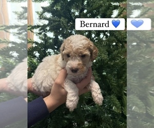 Medium Goldendoodle (Miniature)