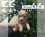 Puppy Bernard Goldendoodle (Miniature)