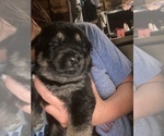 Small Photo #13 German Shepherd Dog Puppy For Sale in CARROLLTON, GA, USA