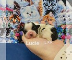 Image preview for Ad Listing. Nickname: Tiny Lucie