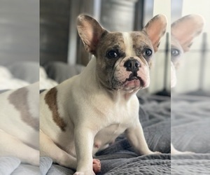 Mother of the French Bulldog puppies born on 11/29/2020