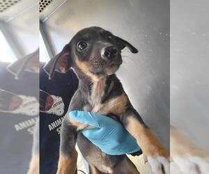 Mutt Dogs for adoption in San Antonio, TX, USA