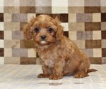 Small #3 Cavapoo (Miniature)