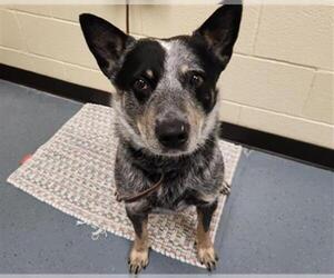 Mutt Dogs for adoption in Denver, CO, USA