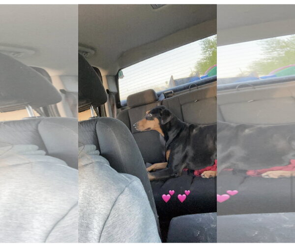 Medium Photo #7 Doberman Pinscher Puppy For Sale in Minneaoplis, MN, USA