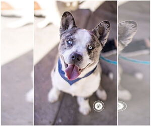 French Bulldog-Siberian Husky Mix Dogs for adoption in Newport Beach, CA, USA