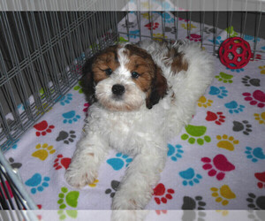 Shih-Poo Puppy for sale in ORO VALLEY, AZ, USA