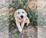 Small #4 Great Pyrenees